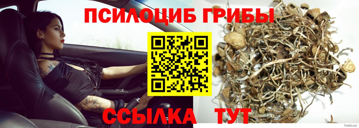 Кимры  Псилоцибиновые грибы Cubensis  Вход с VPN  Псилоцибиновые грибы Cubensis 